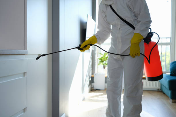 Best Emergency Mold Remediation  in Millsboro, DE