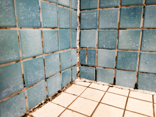 Mold Documentation for Insurance Claims in Millsboro, DE
