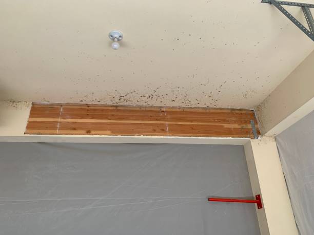 Best Forensic Mold Investigation  in Millsboro, DE