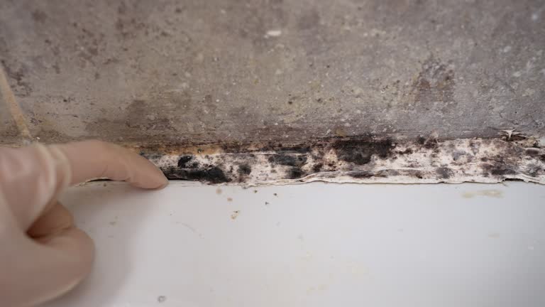 Best Residential Mold Inspection & Testing  in Millsboro, DE