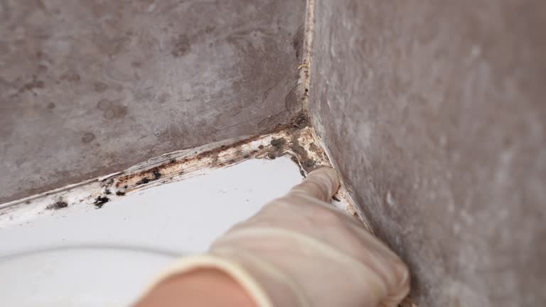 Best Commercial Mold Inspection  in Millsboro, DE